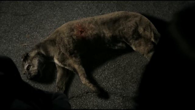 Краткий обзор сериала Волчонок смотреть онлайн
