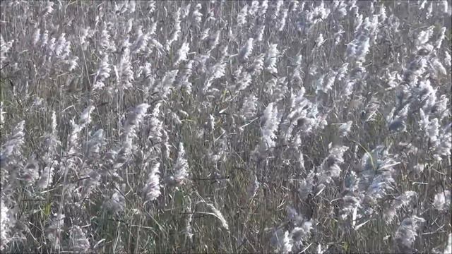 Tiituksen kirje - Paavalin kirje tiitukselle смотреть онлайн