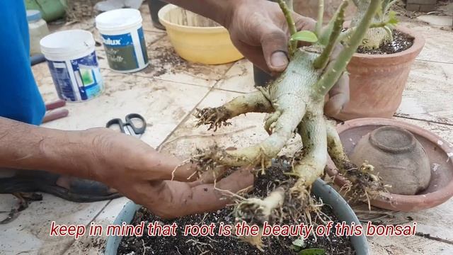 Adenium Obesum Bonsai Training.