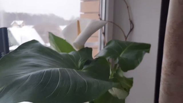 Как заставить цвести. Калла эфиопская. Уход смотреть онлайн