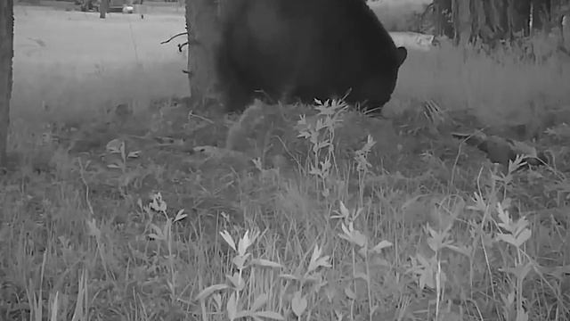 Эта Кошка Сильнее Медведя! Вот на Что Способна ПУМА!