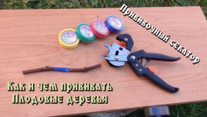 прививка плодовых деревьев