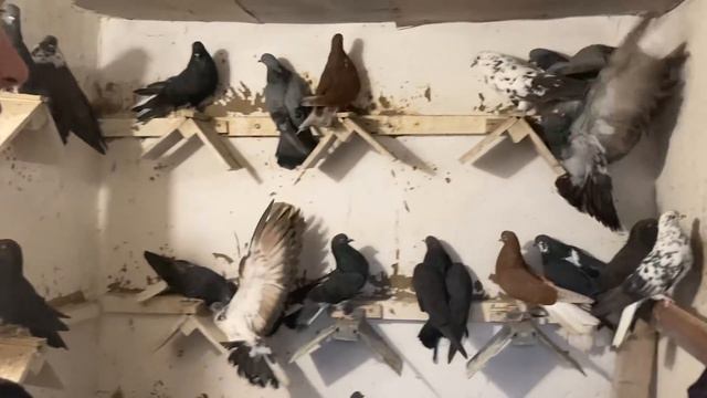 Голуби Харькова ( Дергачи ) Племенной Отбор только через Небо. смотреть онлайн