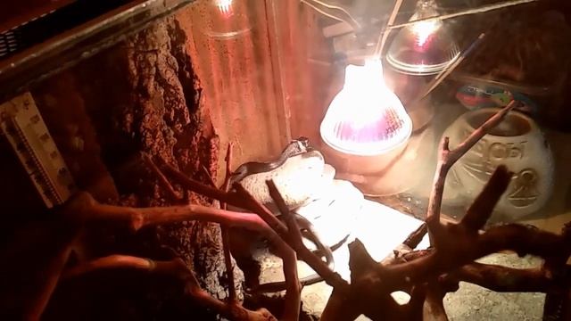 КАК И ЧЕМ НАКОРМИТЬ УЖА??? смотреть онлайн