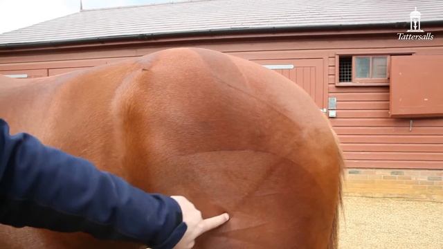 What to look for in a racehorse? смотреть онлайн
