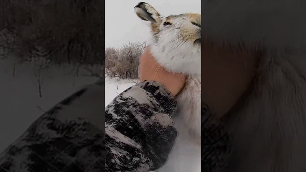 ОХОТА на ЗАЙЦА (архив 21 год) #охота #охотаназайца смотреть онлайн