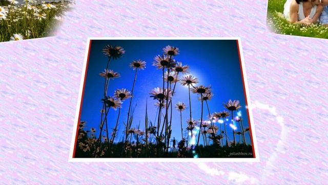 ЛЮБОВЬ РОМАШКОВОЕ ПОЛЕ.душевная песня. смотреть онлайн