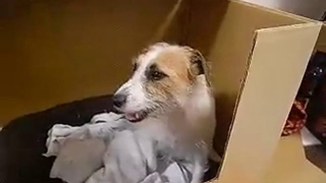 Jack Russell Terrier Birth part1 смотреть онлайн