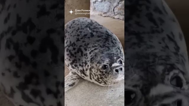 редкая собака ??