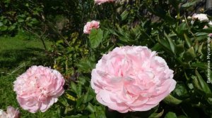 ❀ Самые ранние сорта махровых пионов