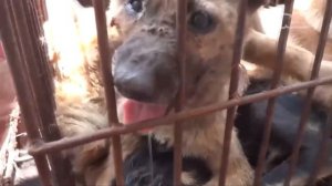 ФЕСТИВАЛЬ ПОЕДАНИЯ СОБАЧЬЕГО МЯСА