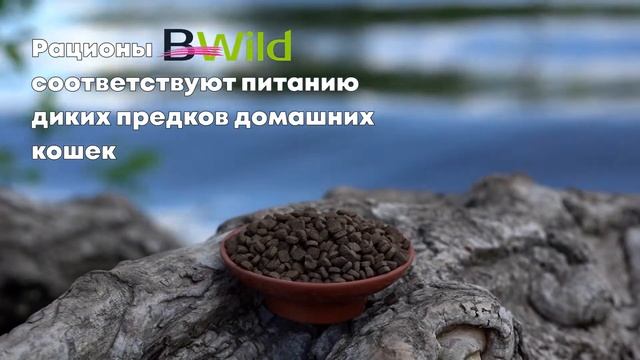 Monge BWILD Cat Тунец смотреть онлайн