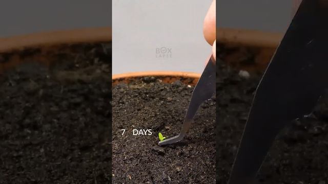 113 Days In 33 Seconds Dragon Fruit Cactus смотреть онлайн