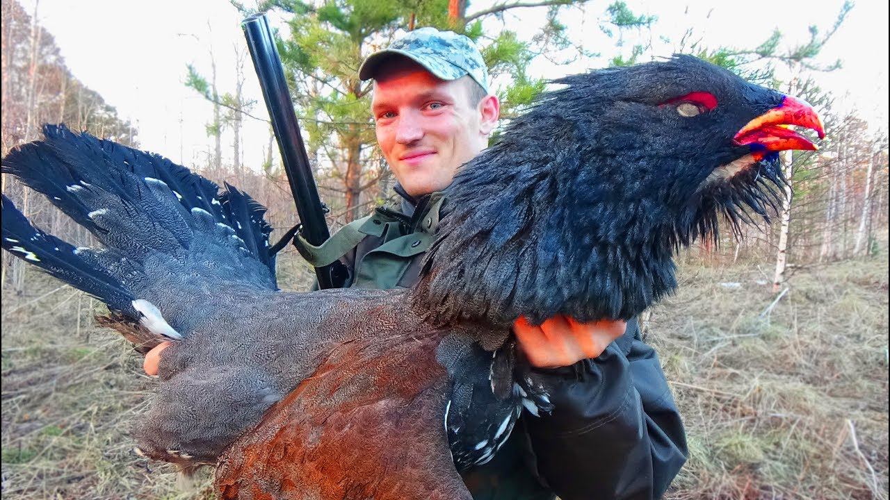 МОНСТР-ГЛУХАРЬ и ток глухаря НА ОДНОМ ДЫХАНИИ Вот это весенняя охота на глухаря на току СИБИРИЯ смотреть онлайн