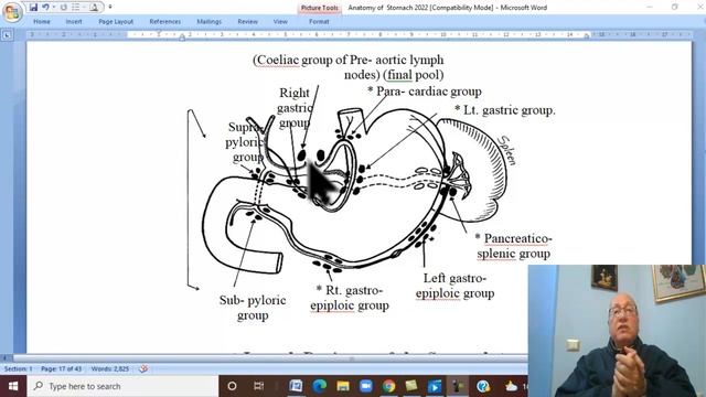 Anatomy GIT Module in English ( Stomach , part 3 ) , by Wahdan A смотреть онлайн