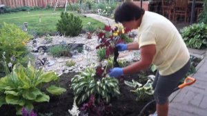 Гейхера размножаем делением куста.