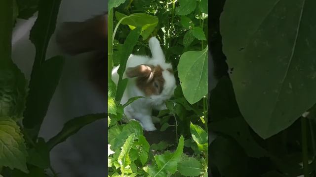 заяц,кролик смотреть онлайн