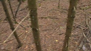 Грибная разведка 26 июля 2024. Всеволожский район.