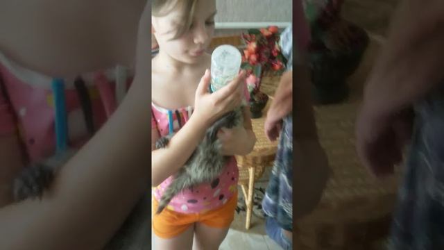 Енот полоскун, малыши смотреть онлайн