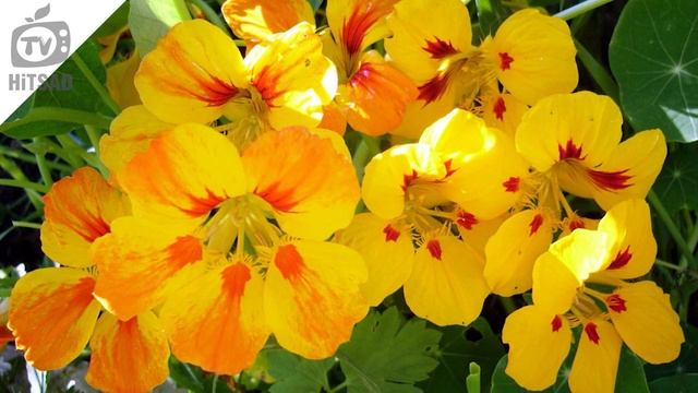 ТОП ЦВЕТОВ КОТОРЫЕ САЖАЮТ СРАЗУ В ГРУНТ ? смотреть онлайн