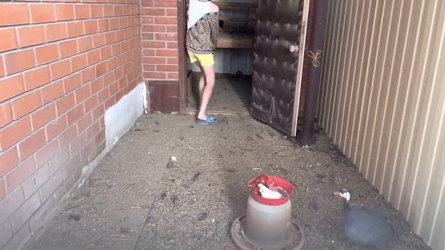 Кормление цесарок смотреть онлайн