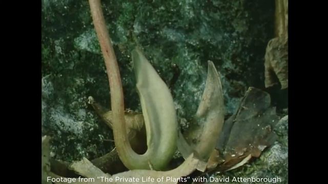 SUPER SLIPPERY! Pitcher Plant Biomimicry смотреть онлайн