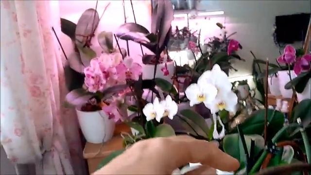 Обзор цветения фаленопсисов в августе. смотреть онлайн