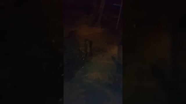 Ночные коты смотреть онлайн