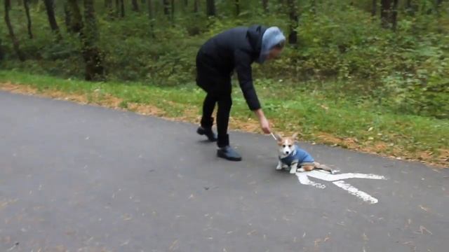 Что нужно знать для того, чтобы участвовать в выставках ВЕЛЬШ КОРГИ? смотреть онлайн