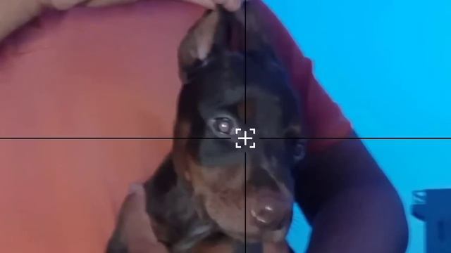 European Doberman puppy | KCI registered | best quality | affordable price | Doberman facts in hind смотреть онлайн