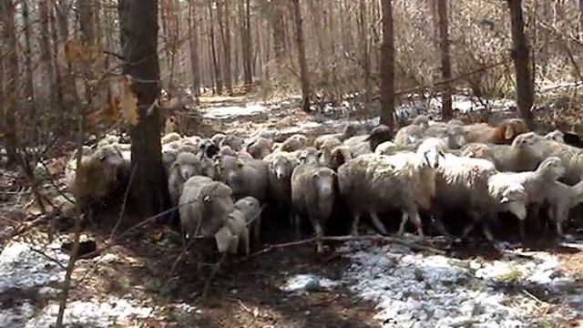 пастьба2 (в2).wmv смотреть онлайн