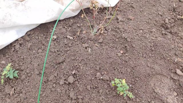 Роза Кордана - продолжение. Пересажена в ОГ смотреть онлайн