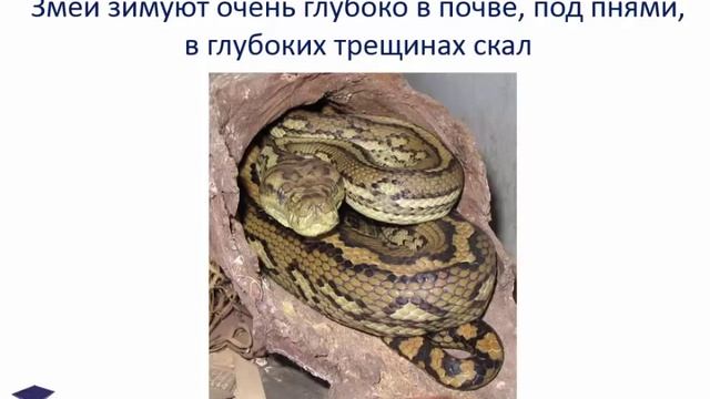 "Животные зимой", презентация для детей смотреть онлайн