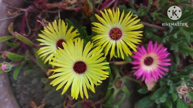 Mesembryanthemum.They are often commonly known as Ice Plants. смотреть онлайн