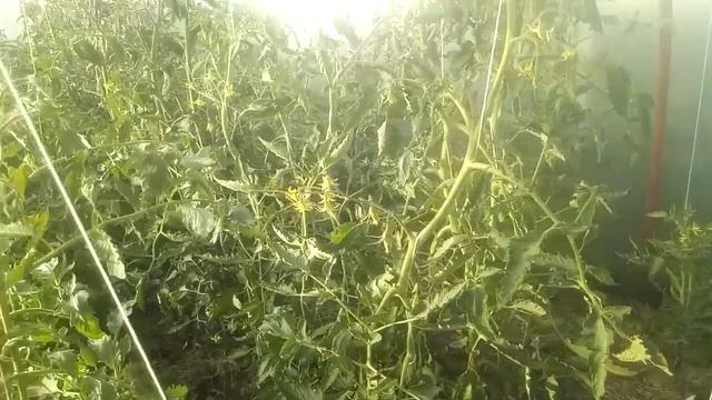 Мой метод борьбы с фитофторой без химии смотреть онлайн