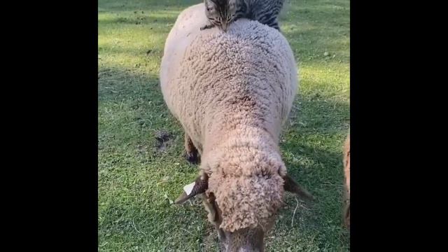 Cute Pets And Funny Animals Compilation #2 Try To Not Laugh /Сборник милых и забавных животных #2
