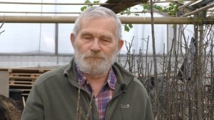 Прививка крыжовника на золотистую смородину