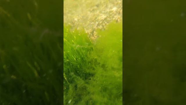 Под водой и на земле😎 смотреть онлайн