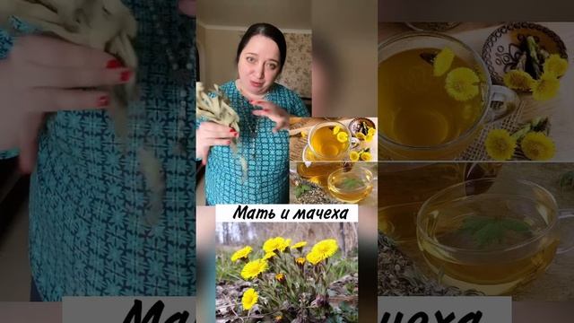 Эвкалипт- полезные свойства. смотреть онлайн