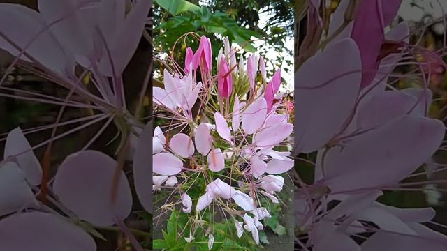 Cleome Spinosa Flower #shorts смотреть онлайн