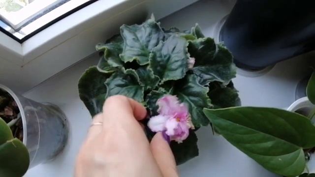 Комнатные цветы. Большой обзор двух северных подоконников. Понадобилась срочная перестановка. смотреть онлайн
