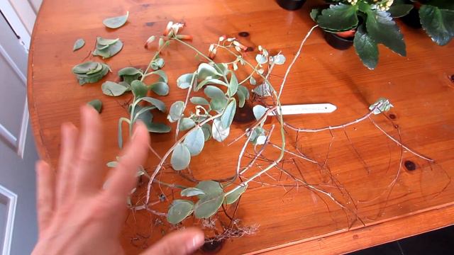 Our wonderful gifts of Kalanchoe marnieriana succulent Plant Cuttings смотреть онлайн