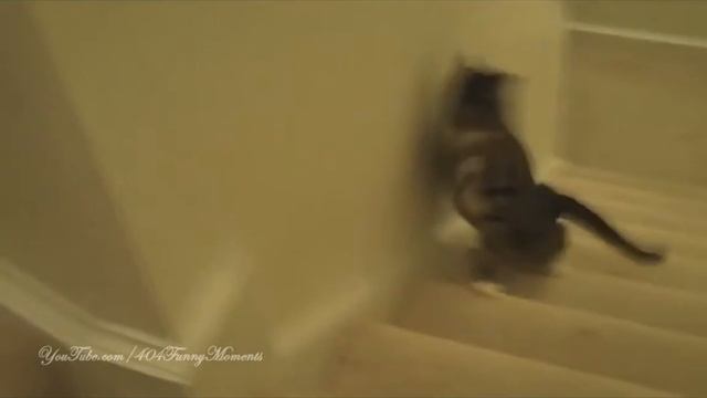 Кот набухался...[:)]