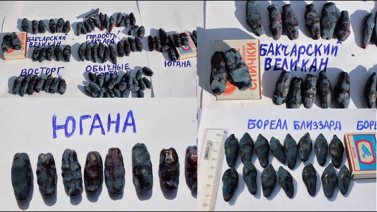 Жимолость те сорта которые выбирают смотреть онлайн