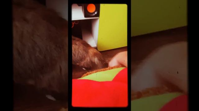 Кошка не даёт встать с дивана смотреть онлайн