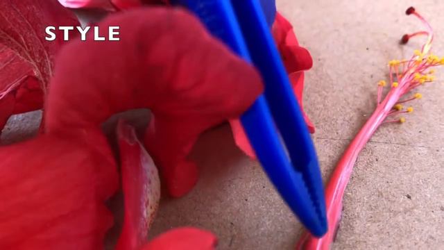 Flower Dissection - STEM10+ смотреть онлайн