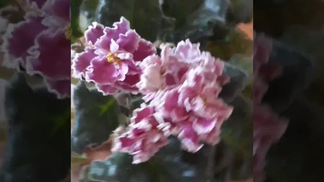 Фиалка АВ-Богемная рапсодия/Violet AV-Bohemian Rhapsody смотреть онлайн