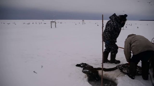 поморы и невод смотреть онлайн