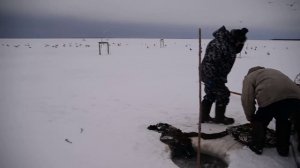 поморы и невод