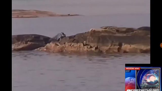 Dracon Ladoga lake.Ладожский дракон! смотреть онлайн